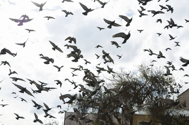 Flock of Pigeons Flying - Photo, Image