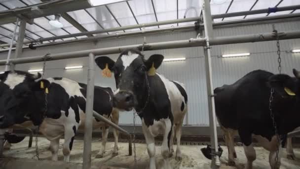 Vaca preta e branca no celeiro das instalações agrícolas respira
 - Filmagem, Vídeo