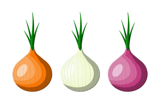 Onion vegetable isolated on white. - Vektor, kép