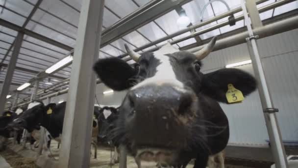 Vaca preta e branca na fazenda instalação celeiro farejadores em torno de
 - Filmagem, Vídeo