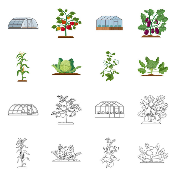 Elkülönített objektum greenhous és növény jel. Greenhous és kerti vektor ikon készletek gyűjteménye. - Vektor, kép