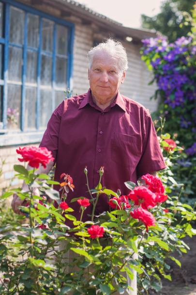old men with rose in garden - Photo, image