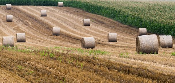 Hay bales harvesting in golden fields - Photo, Image