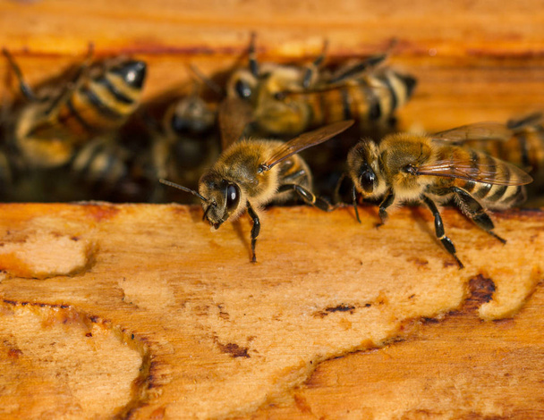 Méhek a mézet csinál a beehive. - Fotó, kép