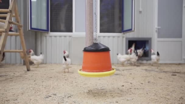 Weißes Huhn rennt um Trinkschale im Stall der Vogelfarm - Filmmaterial, Video