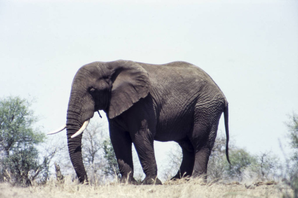 Elephant (Loxodonta africana), Kruger National Park, Mpumalanga, Afrique du Sud
 - Photo, image
