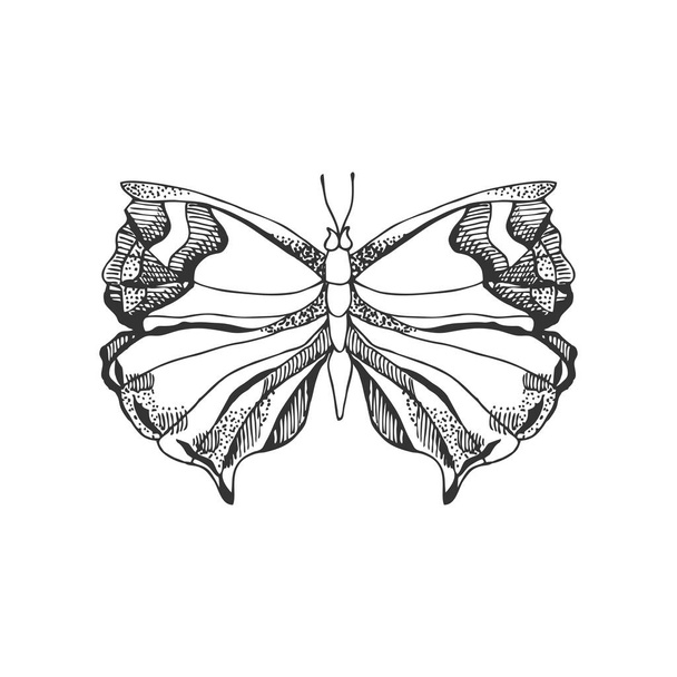 doodled vector illustration of ornate butterfly - Vettoriali, immagini