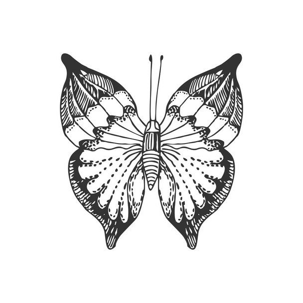 doodled vector illustration of ornate butterfly - Vector, Image