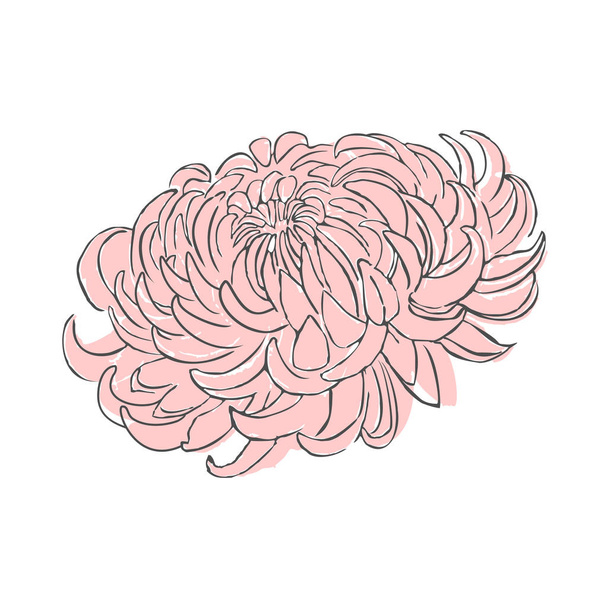 hand drawn vector illustration of chrysanthemum flower - Vettoriali, immagini