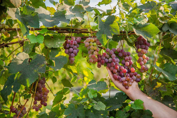 Csomó a szőlő a szőlő, a napsütésben. A bortermelők szőlő a szőlő. - Fotó, kép