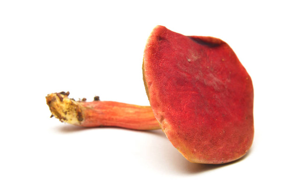Hortiboletus rubellus mushroom, formerly known as boletus rubellus, the ruby bolete - Photo, Image