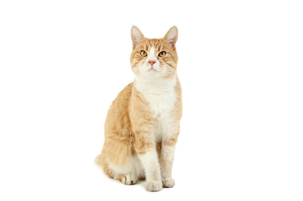 рыжий кот изолирован на белом фоне - Фото, изображение