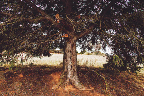 árbol de otoño en el parque con campo de fondo - Foto, imagen