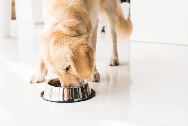 golden retriever eating dog food from metal bowl - Photo, Image