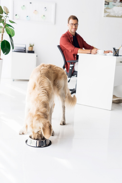 golden retriever eating near businessman sitting at workplace - Photo, Image