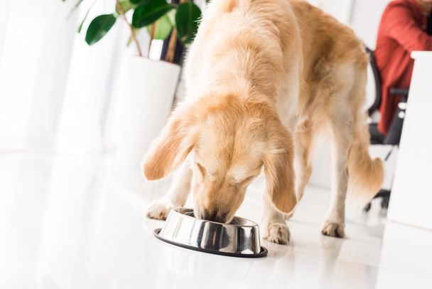 golden retriever eating food from dog bowl - Photo, image