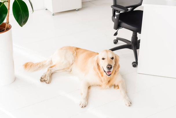 golden retriever dog lying on white floor   - Φωτογραφία, εικόνα