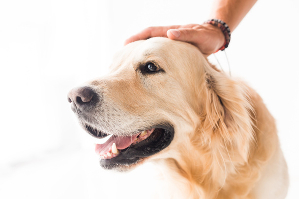 cropped view of man stroking cute golden retriever dog - Foto, afbeelding