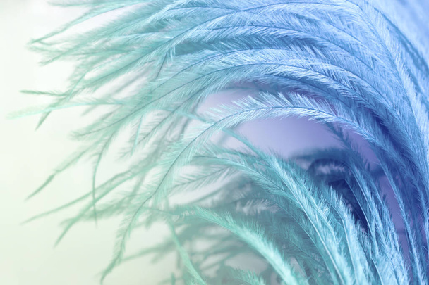 close up of ostrich feathers for background - Photo, Image
