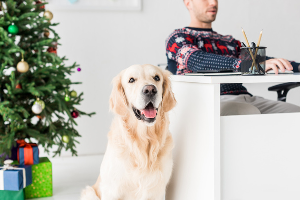 man in christmas sweater sitting by table near golden retriever  - Foto, afbeelding