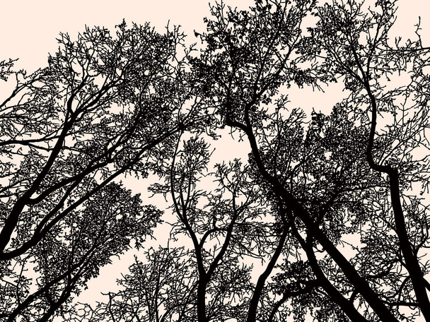 Kışın yaprak döken ağaçlarının silhouettes - Vektör, Görsel