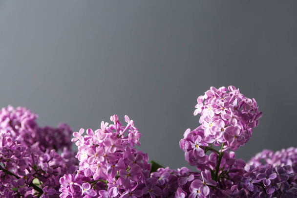 Beautiful blossoming lilac on grey background - Фото, зображення