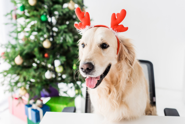 dog with deer horns sitting on chair, christmas tree on background - Zdjęcie, obraz