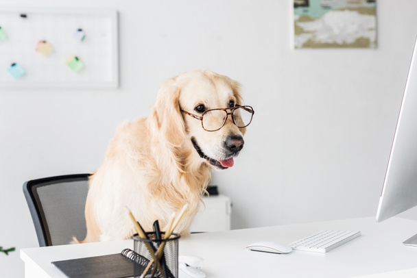 Negócio golden retriever em óculos no escritório
 - Foto, Imagem