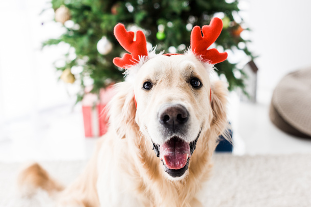 dog with deer horns, selective focus of christmas tree - Photo, Image