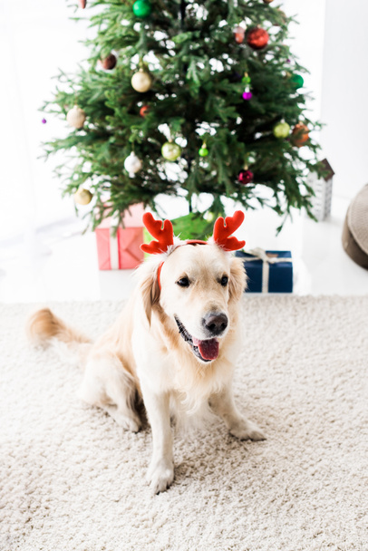 golden retriever with red deer horns near christmas tree - Foto, immagini