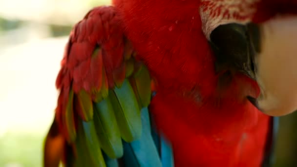 Kırmızı Amazon Scarlet Amerika papağanı papağan veya Ara macao, tropikal orman orman kapatın. Yaban hayatı renkli kuş portresi - Video, Çekim