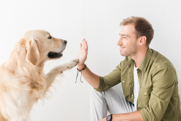 golden retriever dog giving five to happy man against white wall - 写真・画像