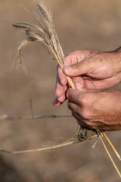 Чоловічі руки тримають золоті вуха пшениці
 - Фото, зображення