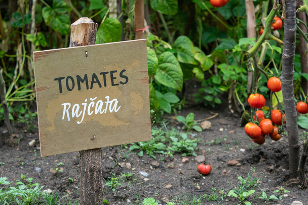Inscription in Spanish and Czech on wooden board in the garden. Information sign and inscription tomatoes (tomates). Vegetable garden. - Φωτογραφία, εικόνα