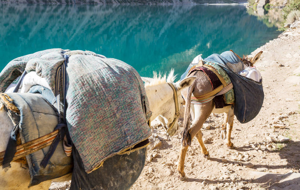 Sam osioł w góry Fann, Tadżykistan - Zdjęcie, obraz