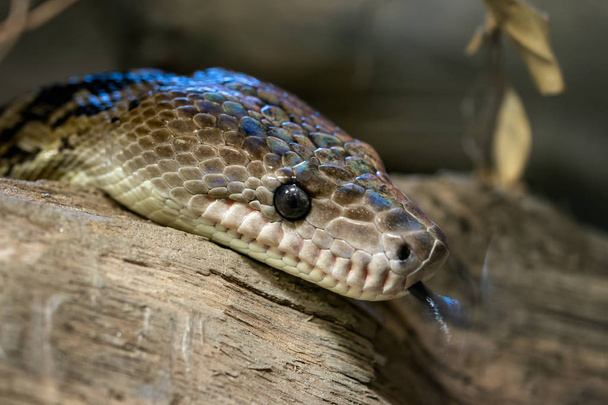 Cuban boa, Epicrates angulifer,  this snake is threatened with extinction. - Photo, Image