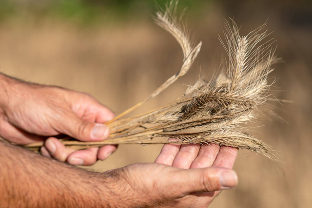 Male ruce hospodářství zlaté pšenice uši - Fotografie, Obrázek