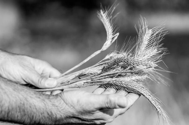 Mężczyzna ręce gospodarstwa złotej pszenicy uszy - Zdjęcie, obraz
