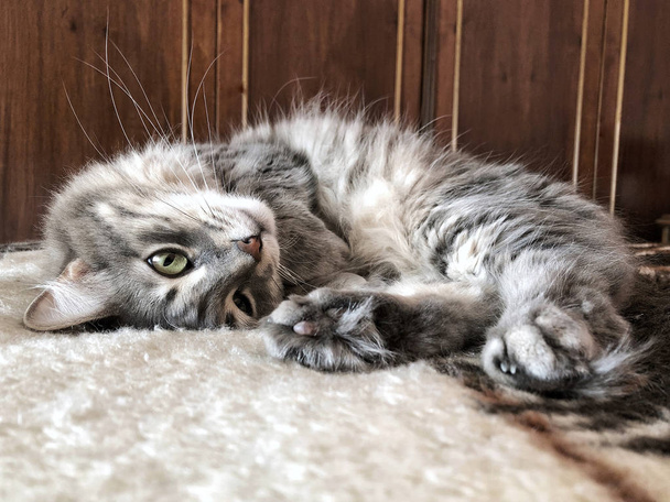 自宅のベッドで横になっているかわいい灰色のぶち猫 - 写真・画像