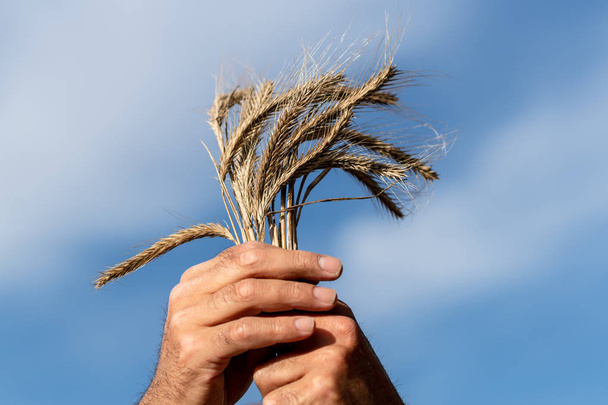Portes de blé dans les mains du fermier
 - Photo, image