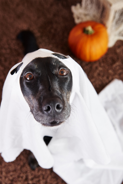 Köpek hayalet kostümü yakın çekim  - Fotoğraf, Görsel