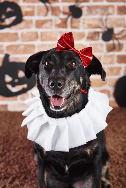Portrét psa v halloween kostýmu - Fotografie, Obrázek