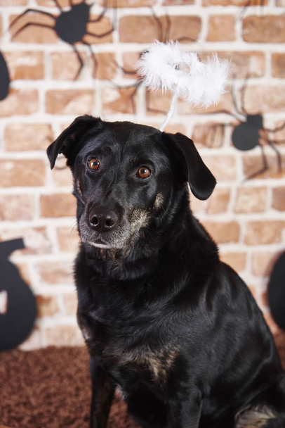 A halo a halloween fekete kutya portréja - Fotó, kép