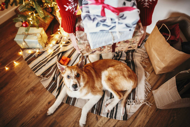Szczęśliwa dziewczyna w santa hat gospodarstwa pudełeczka i ładny pies siedzi złoty piękne choinki z światła i prezentuje w sali uroczysty. Rodzina szczęśliwych chwil. Ferie zimowe - Zdjęcie, obraz
