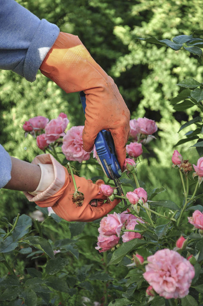 Mains portant des gants orange pendant le travail au jardin au printemps
 - Photo, image