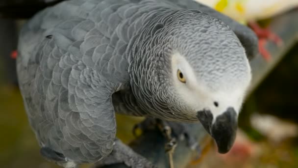Kočkodana monogamní Kongo Papoušek šedý. Companion Jaco je populární domácí v Rovníkové oblasti ptačí pet. - Záběry, video