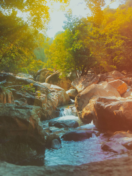 Landscape in jungle forest in the Vietnam - Zdjęcie, obraz