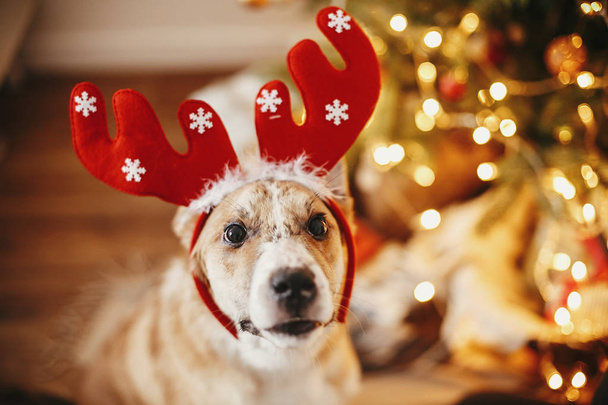 cute dog with reindeer antlers sitting on background of golden beautiful christmas tree with lights in festive room. doggy with adorable eyes at glowing illumination.  winter holidays - Foto, imagen