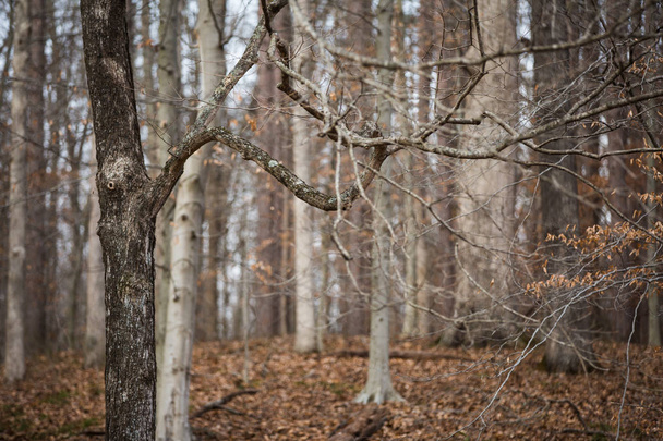 Alberi e rami senza foglie nella foresta incantata in inverno
 - Foto, immagini