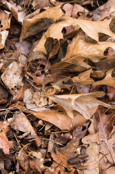 Kahverengi yapraklar doğal devlet parkı gerekçesiyle kışın düşmüş - Fotoğraf, Görsel